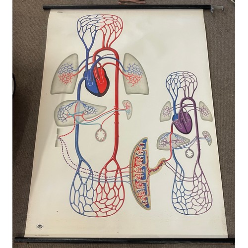 265 - Vintage  Canvas Educational Roll Up  Poster Of The Internal Organs . 120 x 93 cms