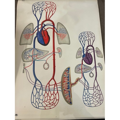 265 - Vintage  Canvas Educational Roll Up  Poster Of The Internal Organs . 120 x 93 cms