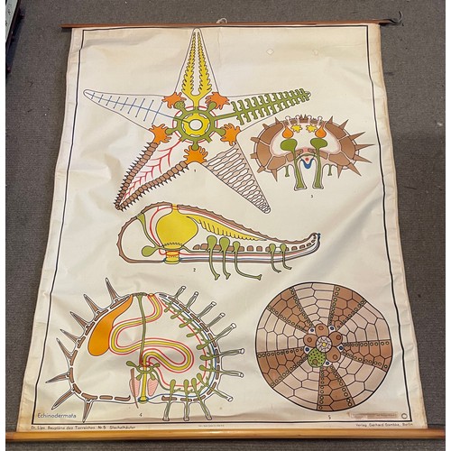 266 - Vintage  Canvas Zoology Educational Roll Up  Poster. 136 x 110 cms