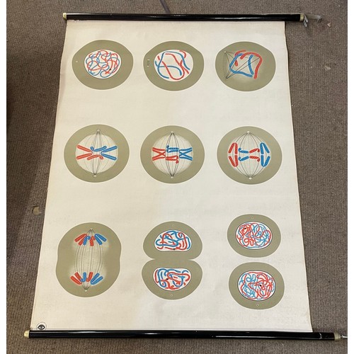 268 - Vintage  Canvas  Educational Roll Up  Poster Of Cells. 115 x 90 cms