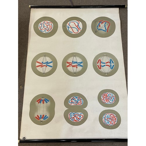 268 - Vintage  Canvas  Educational Roll Up  Poster Of Cells. 115 x 90 cms