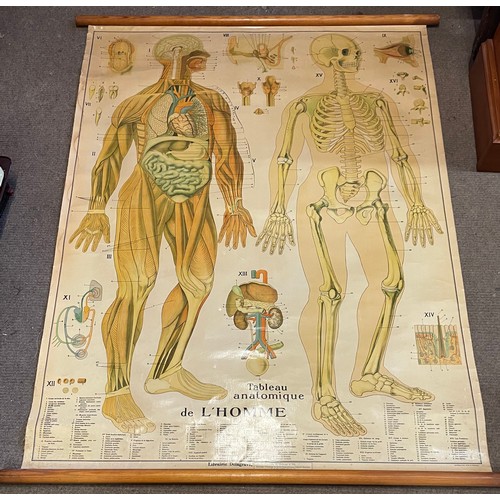 269 - Vintage Canvas Anatomical Educational Roll Up  Poster. 133 x 105 cms