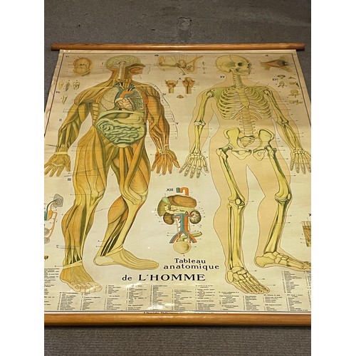 269 - Vintage Canvas Anatomical Educational Roll Up  Poster. 133 x 105 cms