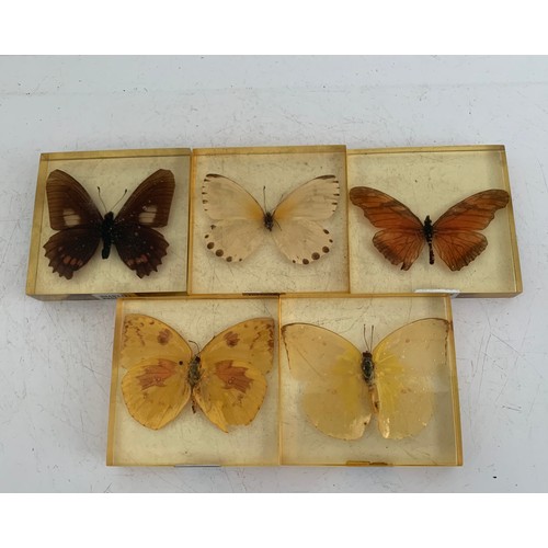 140 - Similar To Previous Lot
Collection Of 5 Vintage Acrylic Enclosed Educational Butterflies
7 x 7 cms