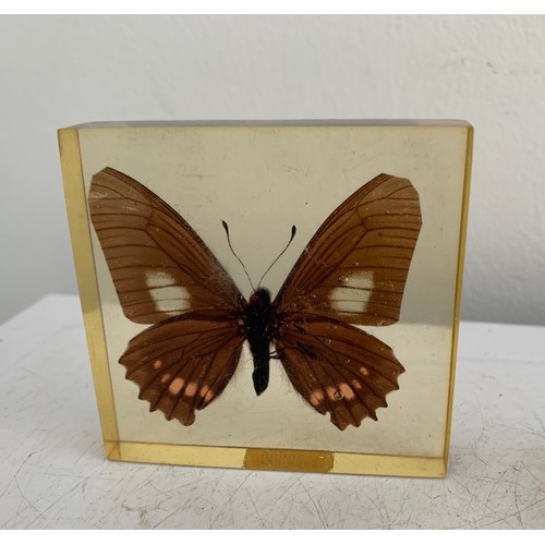 140 - Similar To Previous Lot
Collection Of 5 Vintage Acrylic Enclosed Educational Butterflies
7 x 7 cms