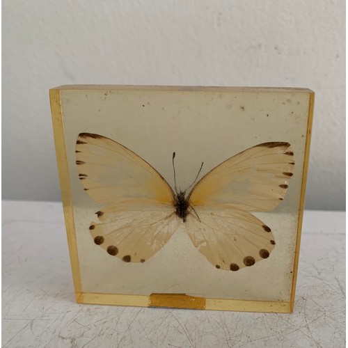 140 - Similar To Previous Lot
Collection Of 5 Vintage Acrylic Enclosed Educational Butterflies
7 x 7 cms