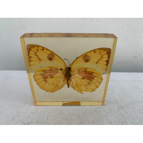 140 - Similar To Previous Lot
Collection Of 5 Vintage Acrylic Enclosed Educational Butterflies
7 x 7 cms