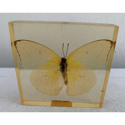 140 - Similar To Previous Lot
Collection Of 5 Vintage Acrylic Enclosed Educational Butterflies
7 x 7 cms