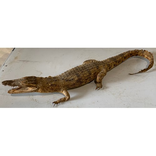 247 - Taxidermy Crocodile 63 cms Long