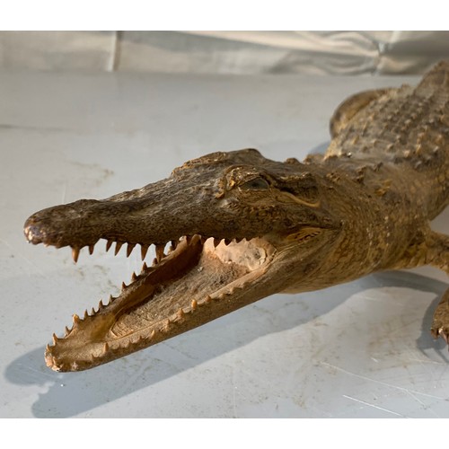 247 - Taxidermy Crocodile 63 cms Long