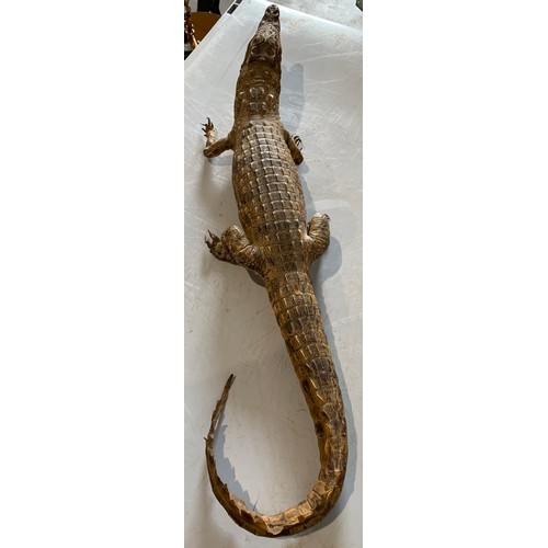 247 - Taxidermy Crocodile 63 cms Long