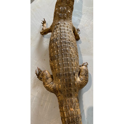 247 - Taxidermy Crocodile 63 cms Long