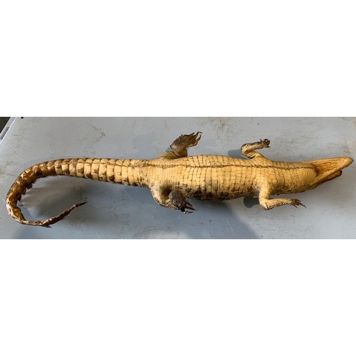 247 - Taxidermy Crocodile 63 cms Long