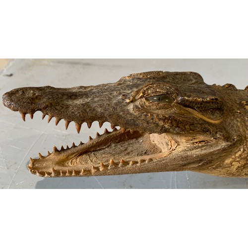 247 - Taxidermy Crocodile 63 cms Long