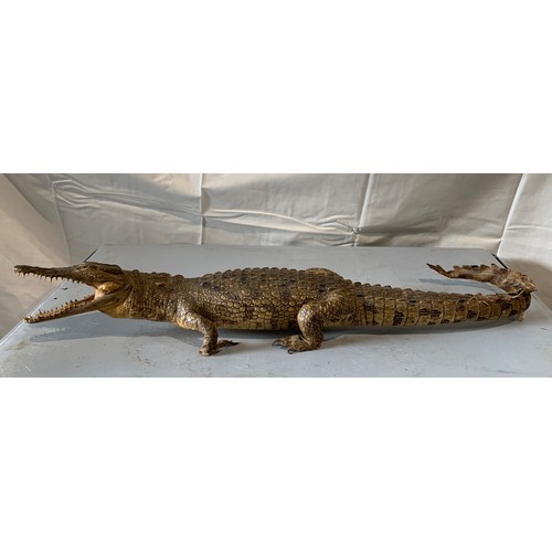 248 - Similar To Previous Lot
Taxidermy Crocodile 73 cms