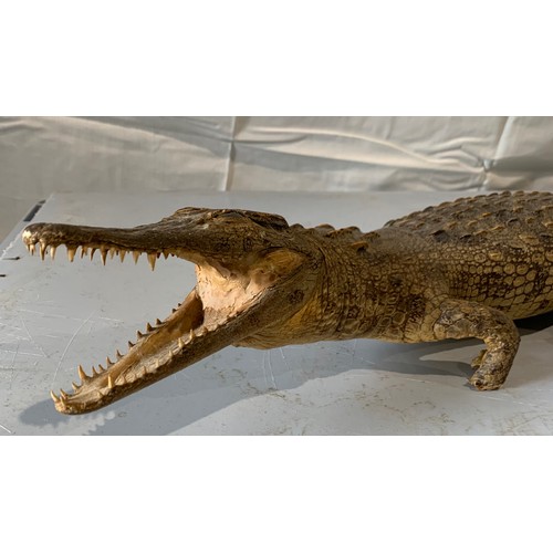 248 - Similar To Previous Lot
Taxidermy Crocodile 73 cms