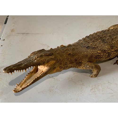 248 - Similar To Previous Lot
Taxidermy Crocodile 73 cms