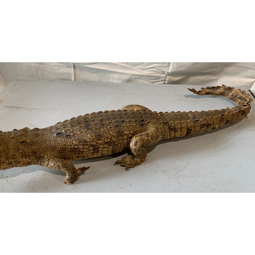 248 - Similar To Previous Lot
Taxidermy Crocodile 73 cms