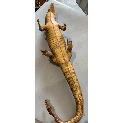 248 - Similar To Previous Lot
Taxidermy Crocodile 73 cms