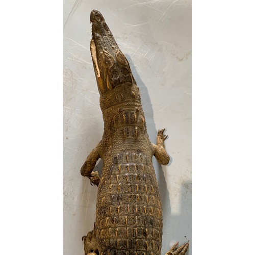 248 - Similar To Previous Lot
Taxidermy Crocodile 73 cms