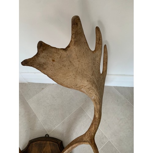 126 - Taxidermy Fallow Deer Antlers  On Shield Back
56 cms h