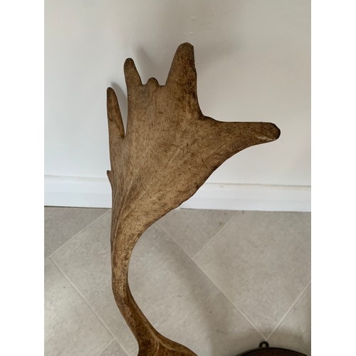 126 - Taxidermy Fallow Deer Antlers  On Shield Back
56 cms h