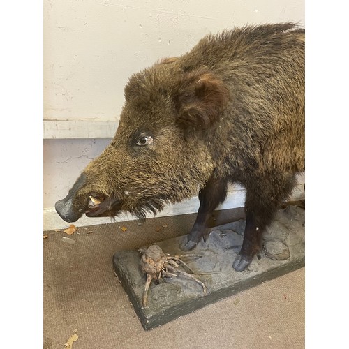 50 - Full Mount Taxidermy Wild Boar Set On A Naturalistic Plinth. 152 x 88 cms