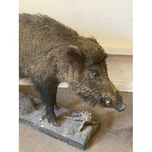 50 - Full Mount Taxidermy Wild Boar Set On A Naturalistic Plinth. 152 x 88 cms