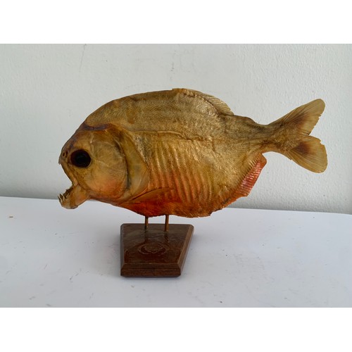 118 - Similar To Previous Lot
Taxidermy Piranha Fish On Stand
18 cms l x 11 cms h