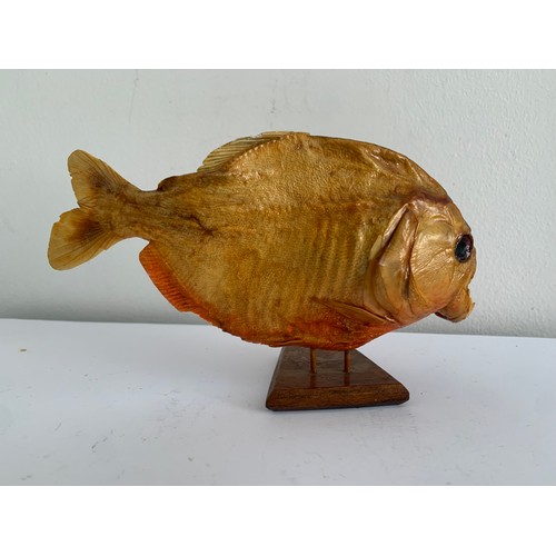 118 - Similar To Previous Lot
Taxidermy Piranha Fish On Stand
18 cms l x 11 cms h