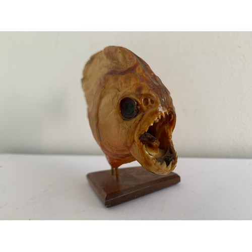 118 - Similar To Previous Lot
Taxidermy Piranha Fish On Stand
18 cms l x 11 cms h