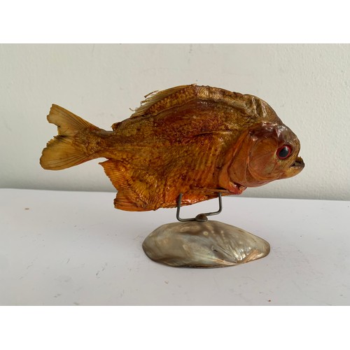 117 - Taxidermy Piranha Fish On Stand
15.5 l x 9 cms h