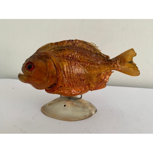 117 - Taxidermy Piranha Fish On Stand
15.5 l x 9 cms h