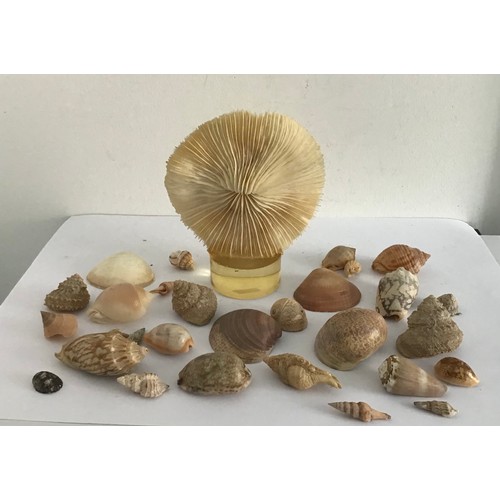 104 - Collection Of Shells And Display Coral Feature
13 cms diameter x 15 cms h