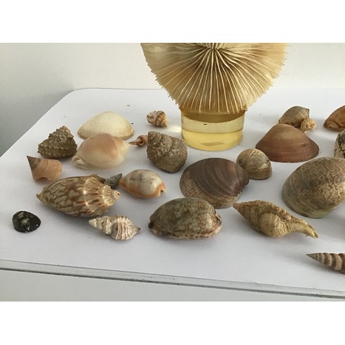 104 - Collection Of Shells And Display Coral Feature
13 cms diameter x 15 cms h