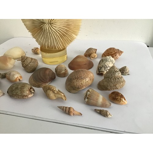 104 - Collection Of Shells And Display Coral Feature
13 cms diameter x 15 cms h