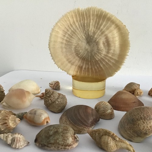 104 - Collection Of Shells And Display Coral Feature
13 cms diameter x 15 cms h