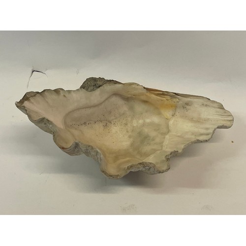 263 - Antique Clam Shell.
 25 x 16 cms