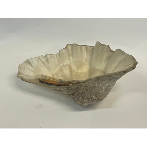 263 - Antique Clam Shell.
 25 x 16 cms