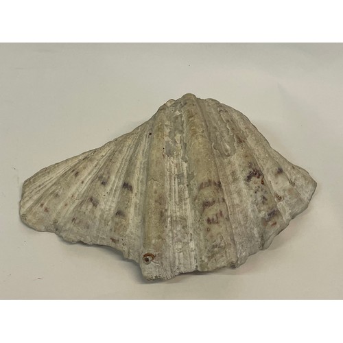 263 - Antique Clam Shell.
 25 x 16 cms