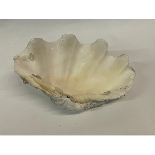 276 - Antique Clam Shell
25cms