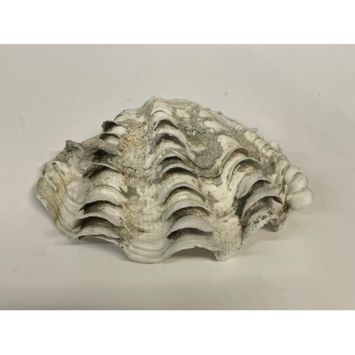 276 - Antique Clam Shell
25cms