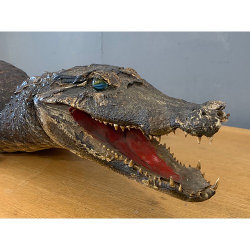 286 - Large Taxidermy Crocodile
110 cms l