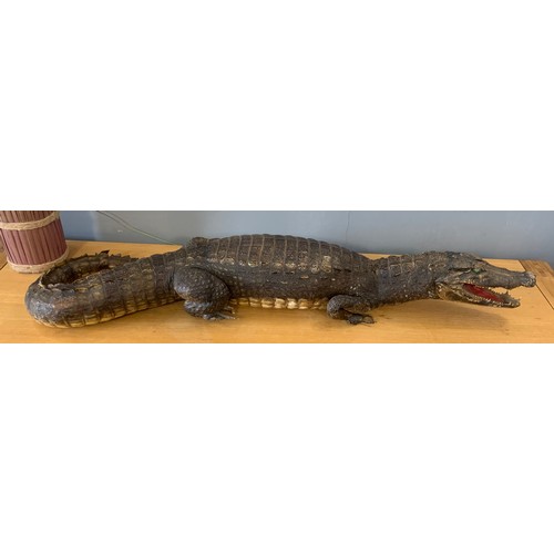 286 - Large Taxidermy Crocodile
110 cms l