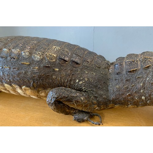 286 - Large Taxidermy Crocodile
110 cms l