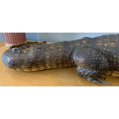 286 - Large Taxidermy Crocodile
110 cms l