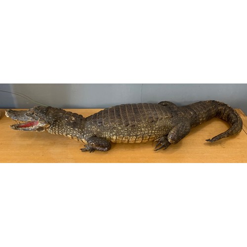 286 - Large Taxidermy Crocodile
110 cms l