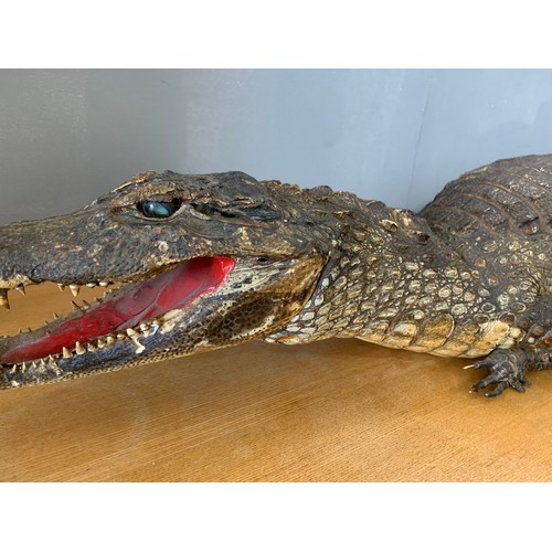 286 - Large Taxidermy Crocodile
110 cms l