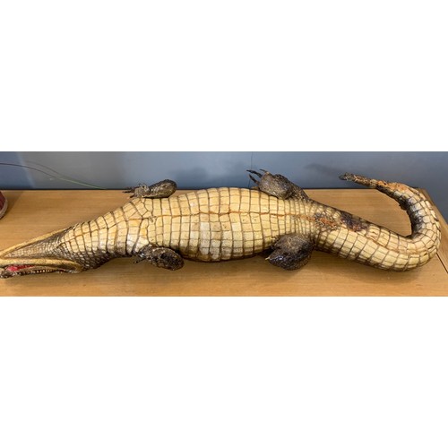 286 - Large Taxidermy Crocodile
110 cms l