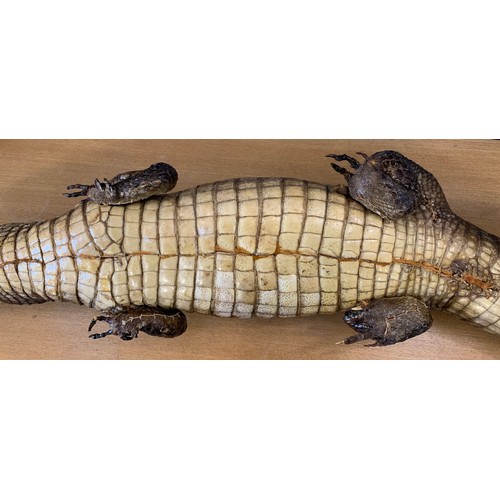 286 - Large Taxidermy Crocodile
110 cms l